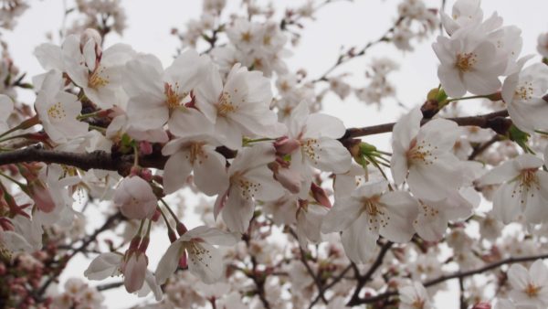 桜のアップ写真はやっぱり一眼レフ