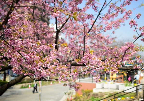 屋形船だと墨堤と隅田公園両側の桜を満喫