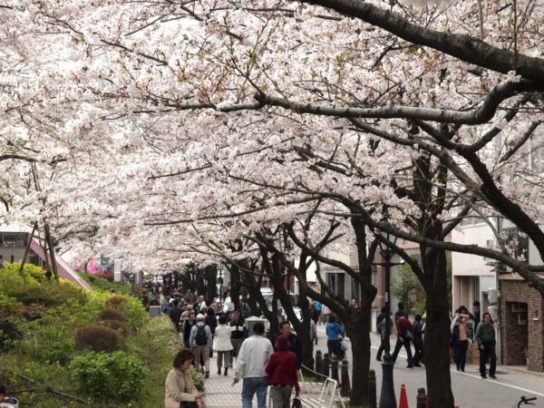 桜並木と花見客。このシーズンは、観光客に加え、花見客でいっぱいになる
