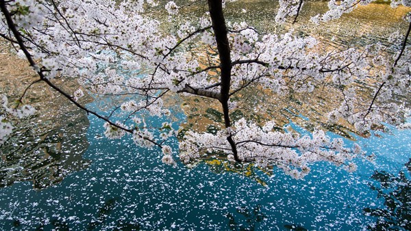 深川運河に浮かぶ桜