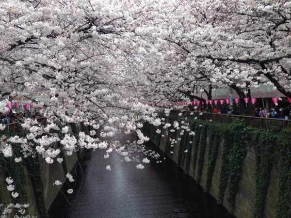 目黒川沿いの桜が満開！