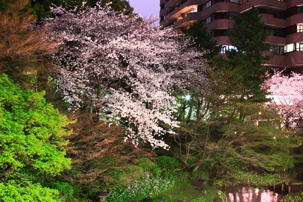 御殿山の夜桜