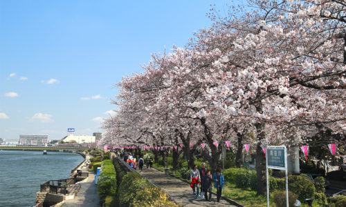 2017年の隅田川・桜の様子