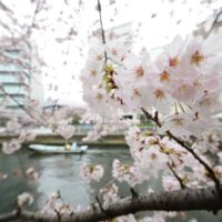 深川さくら祭り