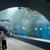マクセルアクアパーク品川 マンタが悠然と泳ぐ