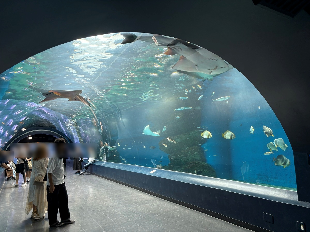 マクセルアクアパーク品川 マンタが悠然と泳ぐ