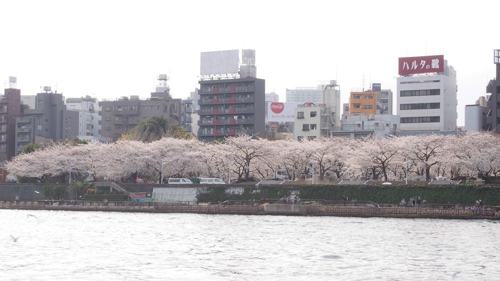 隅田公園対岸の墨堤。「墨堤さくらまつり」が開催されている
