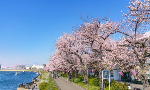 隅田公園は花見の名所。観光客と花見客でいっぱい