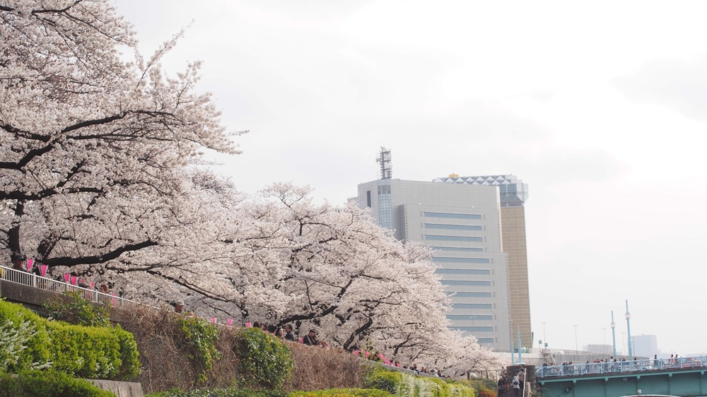 隅田公園の桜は満開