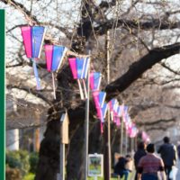 墨堤さくらまつり