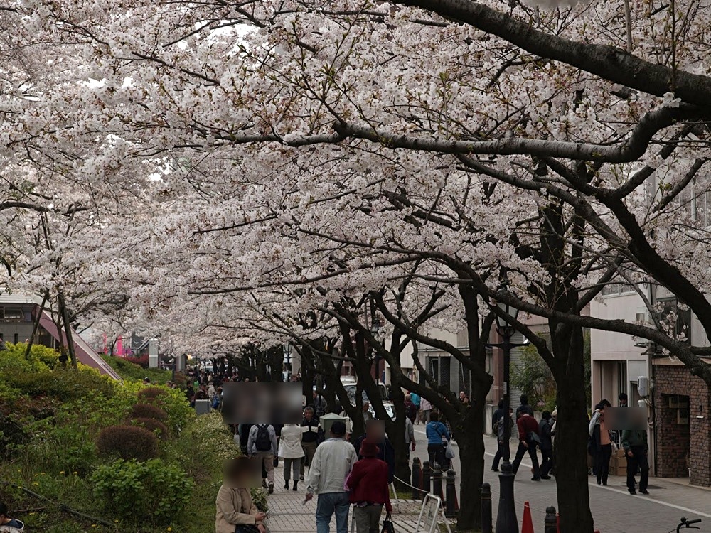 桜並木と花見客。このシーズンは、観光客に加え、花見客でいっぱいになる